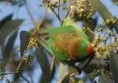 /album/lori-maly-little-lorikeet/lori-maly-4-jpg/